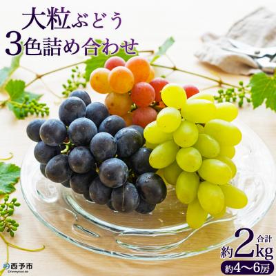 ふるさと納税 西予市 <大粒ぶどう3色詰め合わせ 約2kg(約4〜6房)> シャインマスカット フルーツ ブドウ