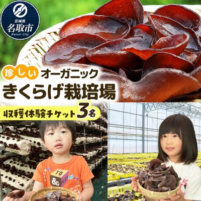 ふるさと納税 名取市 珍しいオーガニックきくらげ栽培場 収穫体験×3名様|21_icr-090301