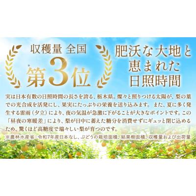 ふるさと納税 野木町 旬の梨 約4kg 幸水 豊水 あきづき 新高 にっこり[8月上旬-10月中旬頃出荷予定]