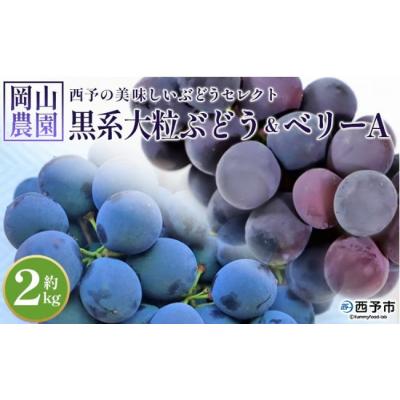 ふるさと納税 西予市 <西予の美味しいぶどう セレクトセット/黒系大粒ぶどう&amp;ベリーA 約2kg(岡山農園)>