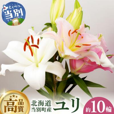 ふるさと納税 当別町 北海道当別町産ユリ_tb38-002