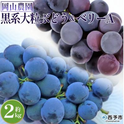 ふるさと納税 西予市 <黒系大粒ぶどう&amp;ベリーAセット 約2kg>果物 くだものフルーツ 葡萄