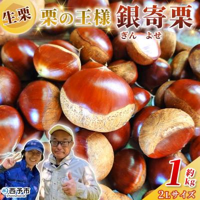 ふるさと納税 西予市 <栗の王様 銀寄栗(生栗)2L1kg 銀寄 ぎんよせ 甘い 生栗 和栗>おいしい 国産 くり