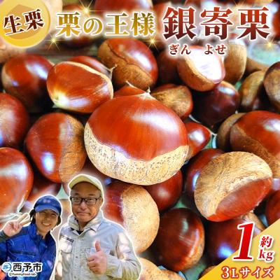 ふるさと納税 西予市 <栗の王様 銀寄栗(生栗)3L1kg 銀寄 ぎんよせ 甘い 生栗 和栗>国産 くり 果物