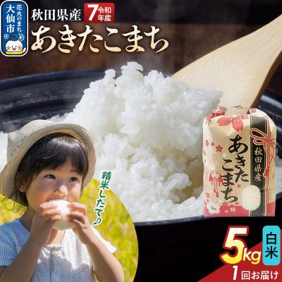 ふるさと納税 大仙市 白米 あきたこまち 5kg 秋田県産 令和7年産|22_kml-010501