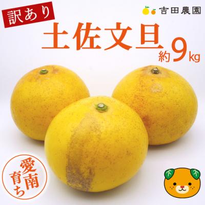 ふるさと納税 愛南町 [先行予約]数量限定 訳あり 土佐文旦 9kg 10000円 みかん 文旦 吉田農園
