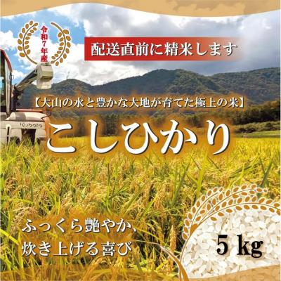 ふるさと納税 境港市 <令和7年産>山崎農園のこしひかり(精米・5kg)
