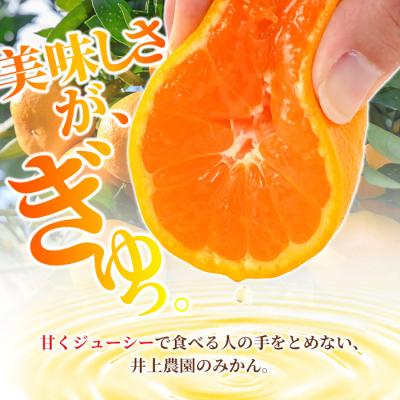 ふるさと納税 宇佐市 温州みかん 3.5kg 11月上旬発送[103670100][井上農園]