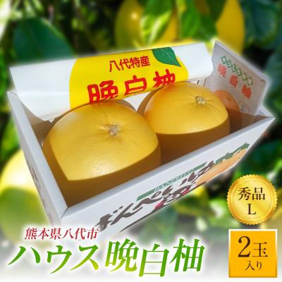 ふるさと納税 八代市 先行予約 ハウス晩白柚 秀品Lサイズ2玉入り 2026年12月中旬より順次発送_251-6453-B
