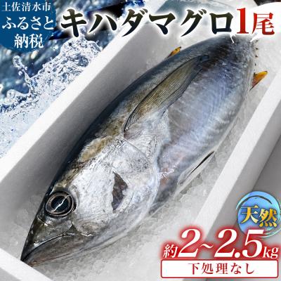 ふるさと納税 土佐清水市 天然 キハダマグロ 1尾(約2kg〜2.5kg)下処理なし まぐろ 鮪 赤身 刺身 約8〜12人前