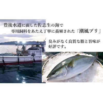 ふるさと納税 臼杵市 うすき産潮風ぶり・半身(約1.5kg弱)[冷蔵]