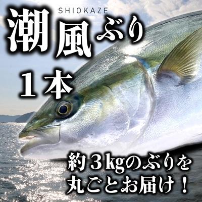 ふるさと納税 臼杵市 うすき産潮風ぶり(約3kg弱)・1本丸ごとお届け! 下処理なし