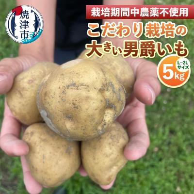 ふるさと納税 焼津市 栽培期間中農薬不使用 こだわり栽培の大きい男爵いも5kg(a08-018)