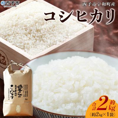 ふるさと納税 西予市 <令和7年産 西予市宇和町産 コシヒカリ 約2kg> お米 コメ こめ 白米 精米