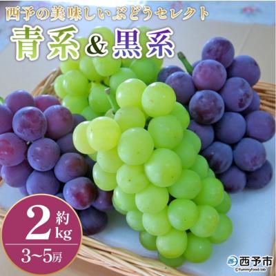 ふるさと納税 西予市 <西予の美味しいぶどう セレクトセット/青系&amp;黒系 約2kg> 果物 くだもの フルーツ ぶどう