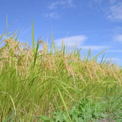 ふるさと納税 戸沢村 ≪新米先行予約≫【定期便12回】令和8年度 はえぬき 5kg×12回 合計60kg F7W-0365 |  | 03