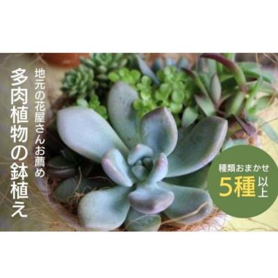 ふるさと納税 倉吉市 [チトのゆび]地元の花屋さんお薦めの多肉植物 Aセット