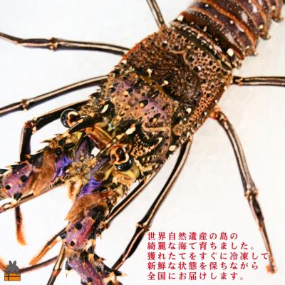 ふるさと納税 徳之島町 《年末お届けお約束》新鮮なまますぐ冷凍!!徳之島産冷凍伊勢海老1尾(500g~700g) |  | 01