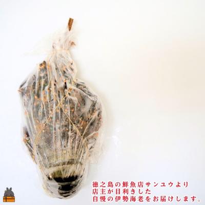 ふるさと納税 徳之島町 《年末お届けお約束》新鮮なまますぐ冷凍!!徳之島産冷凍伊勢海老1尾(500g~700g) |  | 02