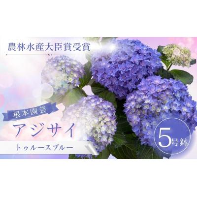 ふるさと納税 南相馬市 [先行予約]アジサイ トゥルースブルー 5号鉢 aj001-ai