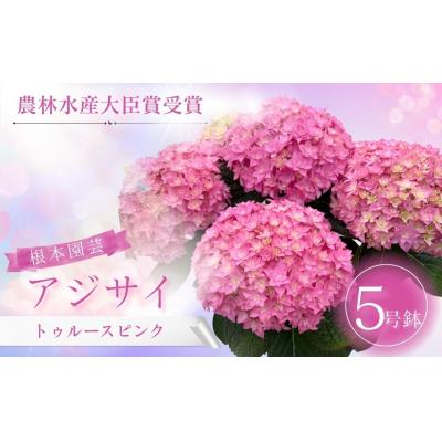 ふるさと納税 南相馬市 [先行予約]アジサイ トゥルースピンク 5号鉢 aj001-aj