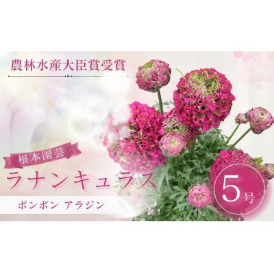 ふるさと納税 南相馬市 [先行予約]ラナンキュラス ポンポン アラジン 5号鉢 aj017-aa