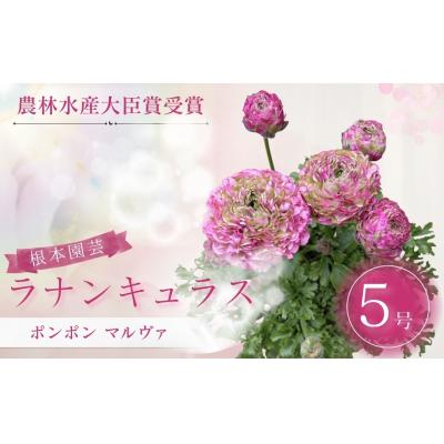 ふるさと納税 南相馬市 [先行予約]ラナンキュラス ポンポン マルヴァ 5号鉢 aj017-ab