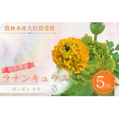 ふるさと納税 南相馬市 [先行予約]ラナンキュラス ポンポン ルナ 5号鉢 aj017-ac