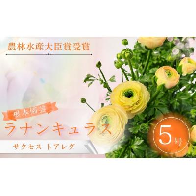 ふるさと納税 南相馬市 [先行予約]ラナンキュラス サクセス トアレグ 5号鉢 aj017-ad
