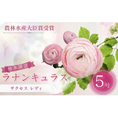 ふるさと納税 南相馬市 [先行予約]ラナンキュラス サクセス レディ 5号鉢 aj017-ae