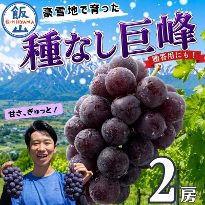 ふるさと納税 飯山市 種なし巨峰 2房(約1kg以上)《2026年9月上旬より順次発送》| 木原果樹園 | 