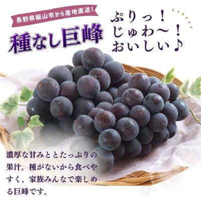 ふるさと納税 飯山市 種なし巨峰 2房(約1kg以上)《2026年9月上旬より順次発送》| 木原果樹園 |  | 01