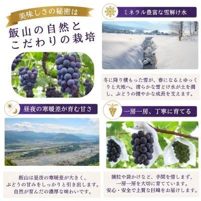 ふるさと納税 飯山市 種なし巨峰 2房(約1kg以上)《2026年9月上旬より順次発送》| 木原果樹園 |  | 02