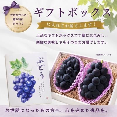 ふるさと納税 飯山市 種なし巨峰 2房(約1kg以上)《2026年9月上旬より順次発送》| 木原果樹園 |  | 03