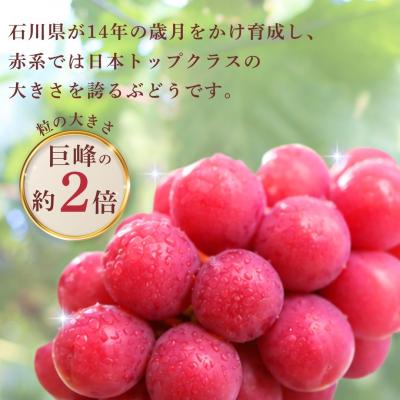 ふるさと納税 小松市 【2027年先行予約】 ルビーロマン ぶどう 葡萄 大粒 1房 500g 以上 石川県 小松市 |  | 01