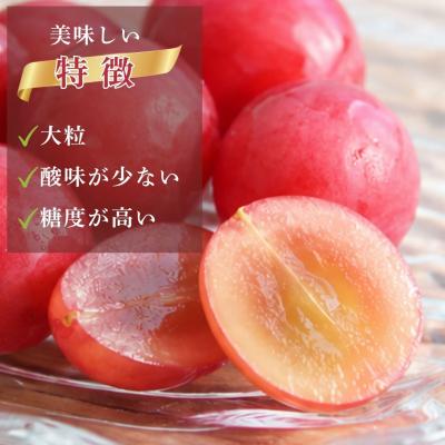 ふるさと納税 小松市 【2027年先行予約】 ルビーロマン ぶどう 葡萄 大粒 1房 500g 以上 石川県 小松市 |  | 02