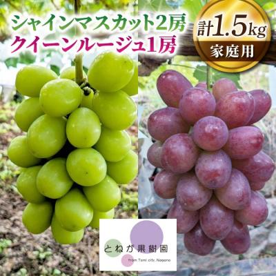 ふるさと納税 東御市 家庭用シャインマスカット2房&amp;クイーンルージュ(R)1房、合計1.5kg以上|とねが果樹園