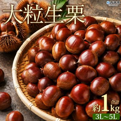 ふるさと納税 西予市 <大粒生栗 約3〜5Lサイズ>『9月上旬から順次出荷予定』 生栗 くり 大きい