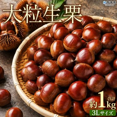 ふるさと納税 西予市 <大粒生栗 約1kg 3Lサイズ>『9月上旬から順次出荷予定』 生栗 くり 三大産地 愛媛 大きい