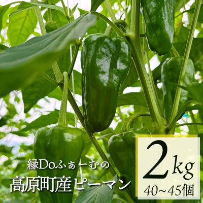 ふるさと納税 高原町 宮崎県高原町産ピーマン2kg(約40〜45個)