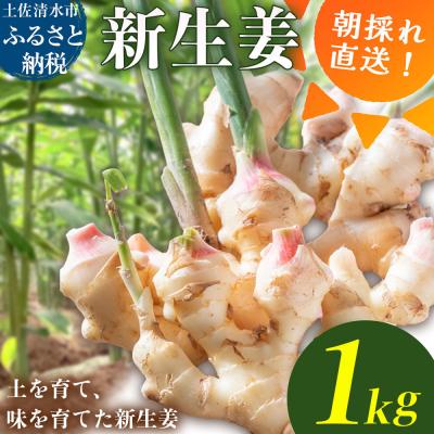 ふるさと納税 土佐清水市 新生姜 1kg 水洗いのみ 生姜[R01771]