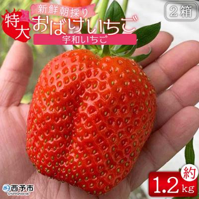 ふるさと納税 西予市 <農家厳選 新鮮朝採り 宇和いちご 特大サイズ おばけいちご2箱(約1.2kg)>いちご 苺