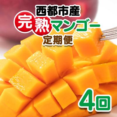 ふるさと納税 西都市 [定期便 4回お届け]宮崎県西都市産完熟マンゴー2玉(900g程度)先行受付[3326]