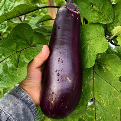 ふるさと納税 室戸市 訳アリ品【伝統野菜 ぼたなす 訳あり 2kg 】とろける食感の大きなナス |  | 01