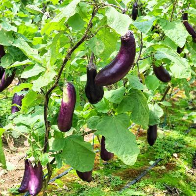 ふるさと納税 室戸市 訳アリ品【伝統野菜 ぼたなす 訳あり 2kg 】とろける食感の大きなナス |  | 02