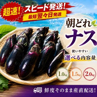 ふるさと納税 室戸市 【スピード発送】朝どれナス 1kg 室戸の茄子「竜馬」を新鮮なまま産直お届け | 