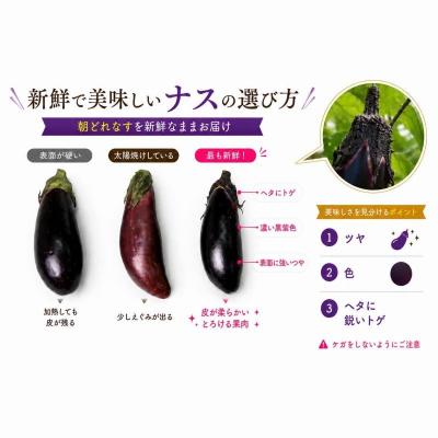 ふるさと納税 室戸市 【スピード発送】朝どれナス 1kg 室戸の茄子「竜馬」を新鮮なまま産直お届け |  | 03