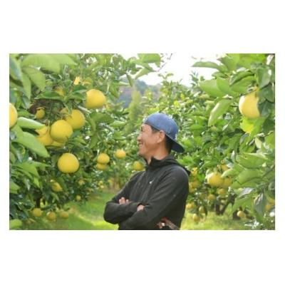 ふるさと納税 黒潮町 成田果樹園の土佐文旦 10kg (M-5L・訳あり) [1688-2-1] |  | 03