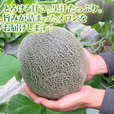 ふるさと納税 八代市 【先行予約】 熊本県 八代市産 肥後グリーン 約4kg (2玉入)_191-4400-D |  | 01