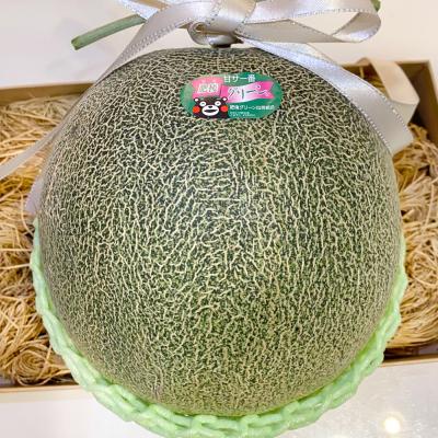 ふるさと納税 八代市 【先行予約】 熊本県 八代市産 肥後グリーン 約4kg (2玉入)_191-4400-D |  | 02
